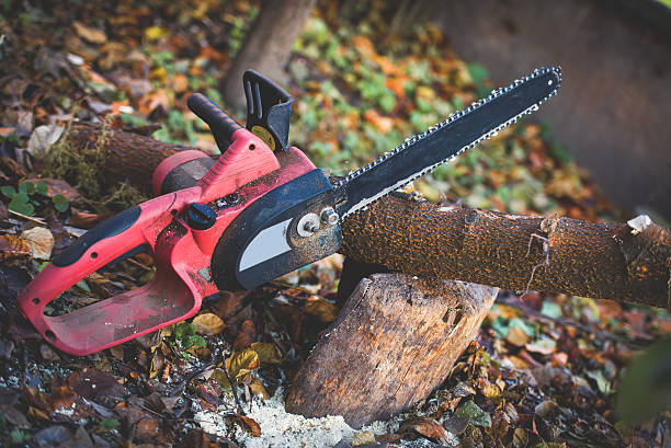 Trusted Paducah, KY Tree Care Experts